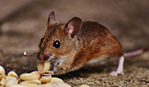 24 Hour & Emergency Exterminators in Sugarcreek, OH